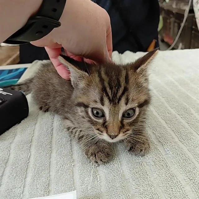 A baby small-sized male Domestic Short Hair cat named Liam for adoption in Huntsville, AL