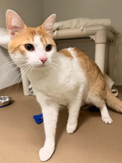 A young medium-sized male Domestic Short Hair cat named Kraft Mac for adoption in Boston, MA