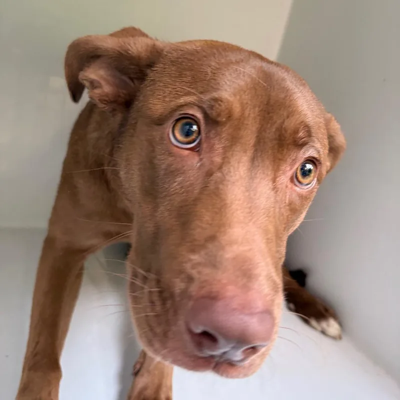A young medium-sized female Brown / Chocolate Mixed Breed dog named Rhonda for adoption in Philadelphia, PA