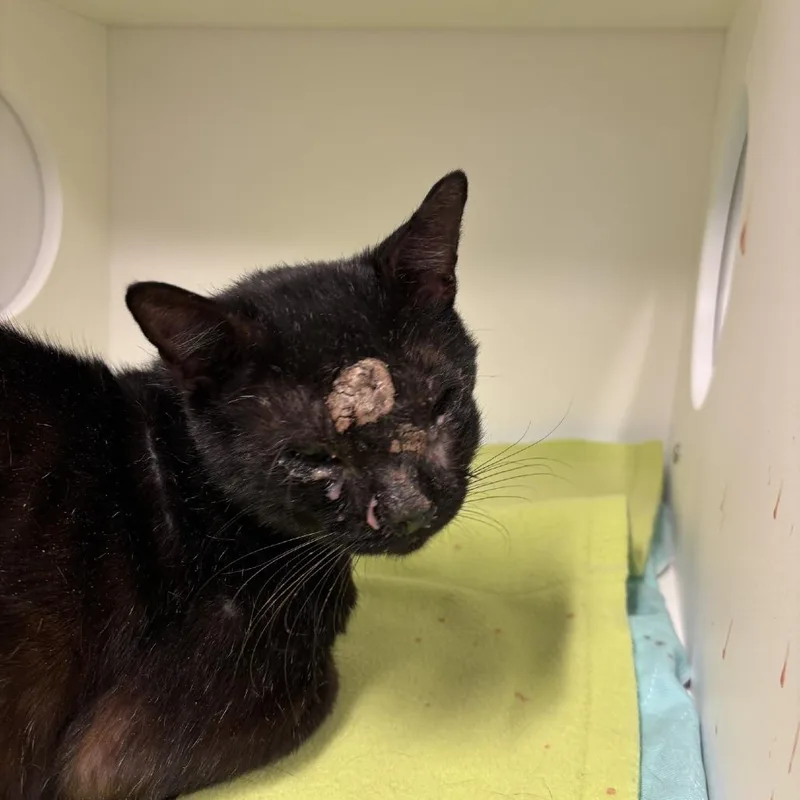 An adult large-sized male Black Domestic Short Hair cat named Kyle for adoption in St Joseph, MO