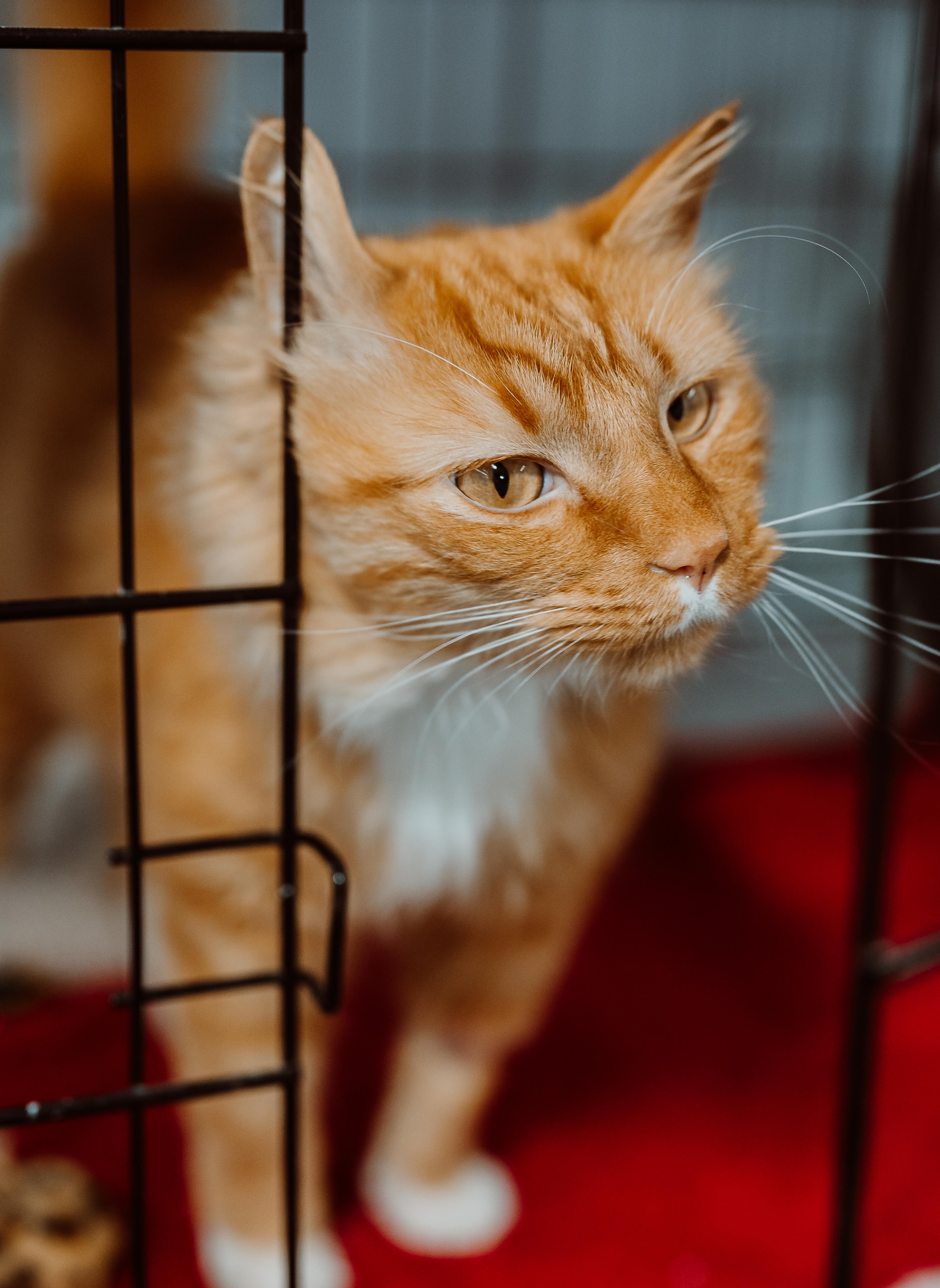 A young medium-sized male Orange & White Tabby cat named Pumpkin Spice for adoption in Le Mars, IA