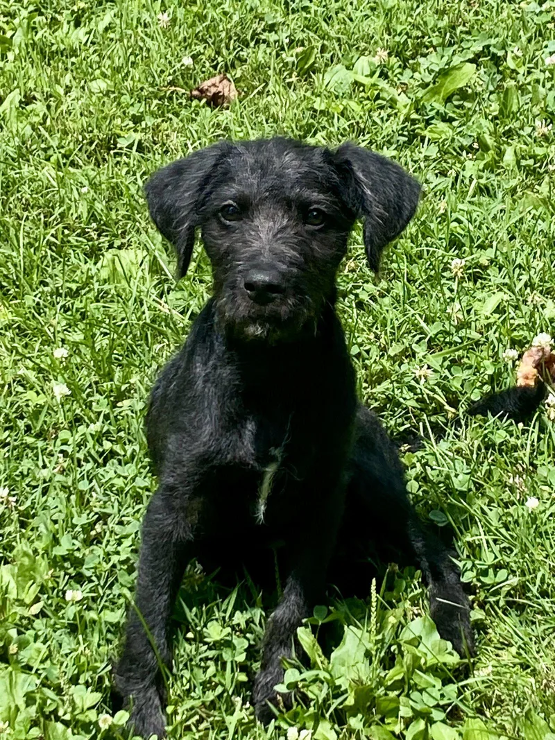 A young medium-sized female Wire Fox Terrier dog named Millie Ann for adoption in Barnhart, MO