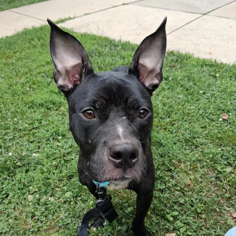 An adult medium-sized female Black Pit Bull Terrier dog named Pinecone for adoption in Baltimore, MD