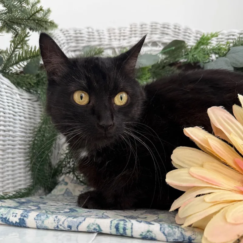 A young medium-sized female Black Domestic Short Hair cat named Iris Garden for adoption in Eaton Rapids, MI