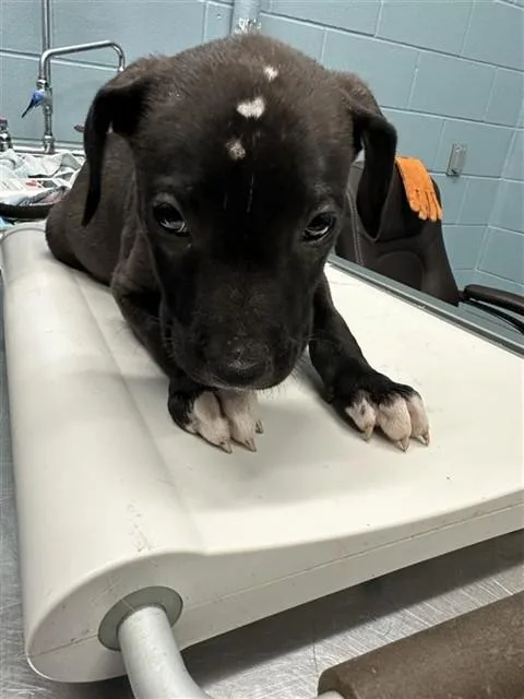 A baby small-sized male Pit Bull Terrier dog named Snickers for adoption in Corpus Christi, TX