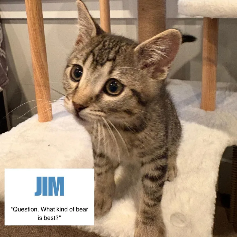 A baby medium-sized male Brown / Chocolate Domestic Short Hair cat named Jim Swenson for adoption in Eagle Mountain, UT