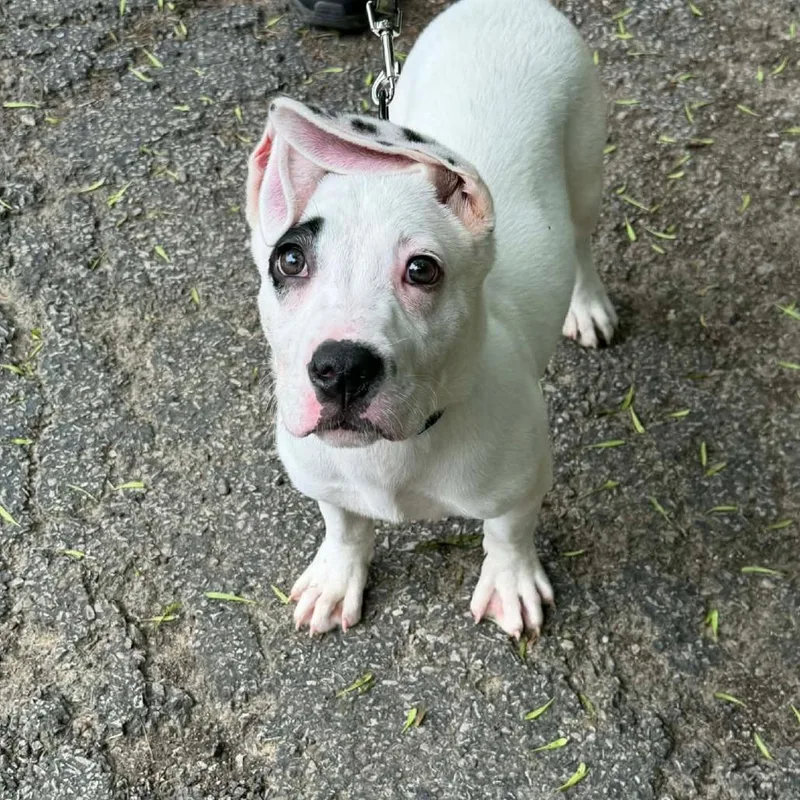 A baby small-sized male White / Cream Pit Bull Terrier dog named Bamboo for adoption in East Saint Louis, IL