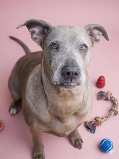 An adult large-sized female Labrador Retriever dog named Fancy for adoption in Bowling Green, KY