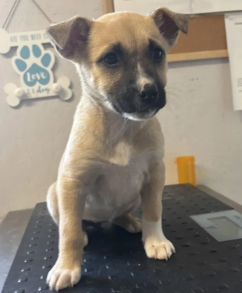 A young small-sized female Boxer dog named Vivian for adoption in Sistersville, WV
