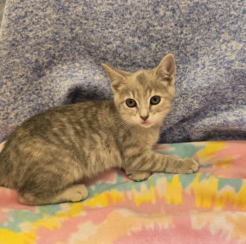 A baby small-sized female Domestic Short Hair cat named Monkey for adoption in Dickson, TN
