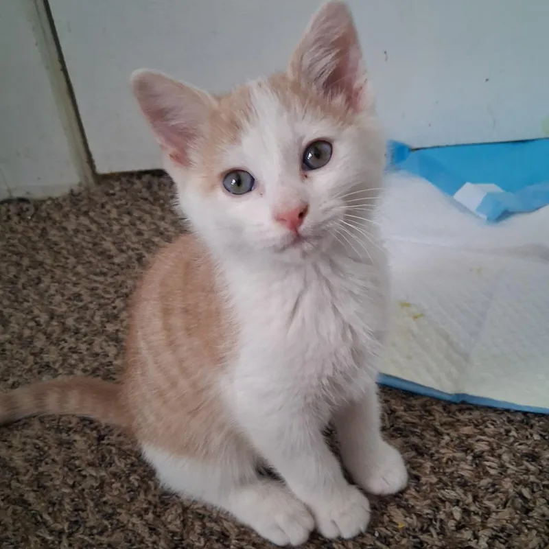 A young medium-sized male Buff & White Domestic Short Hair cat named Marshmallow for adoption in Blackfoot, ID
