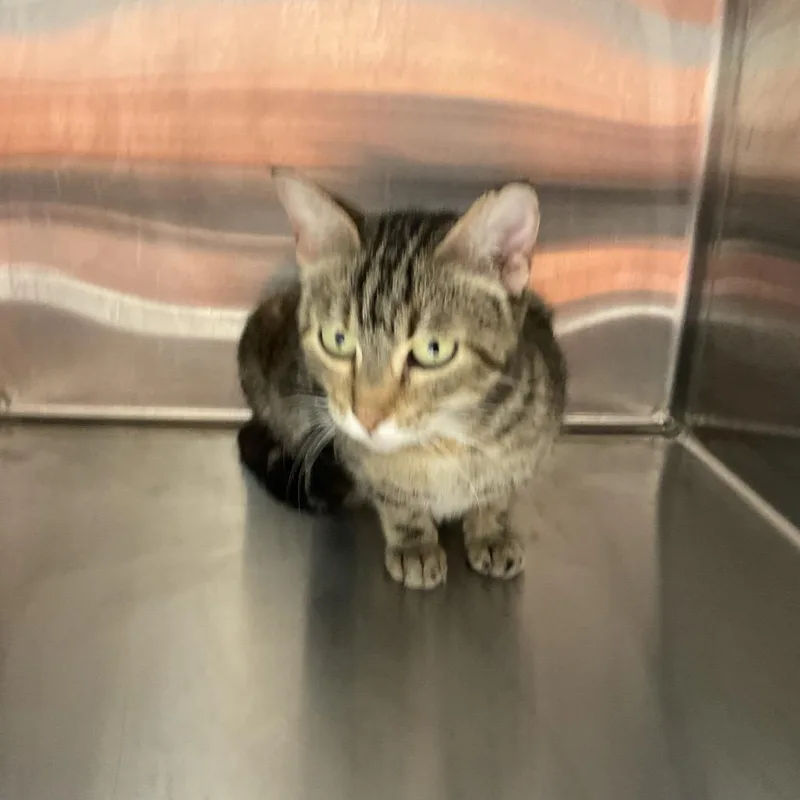 A young medium-sized female Gray / Blue / Silver Domestic Short Hair cat named Rebecca for adoption in St Joseph, MO