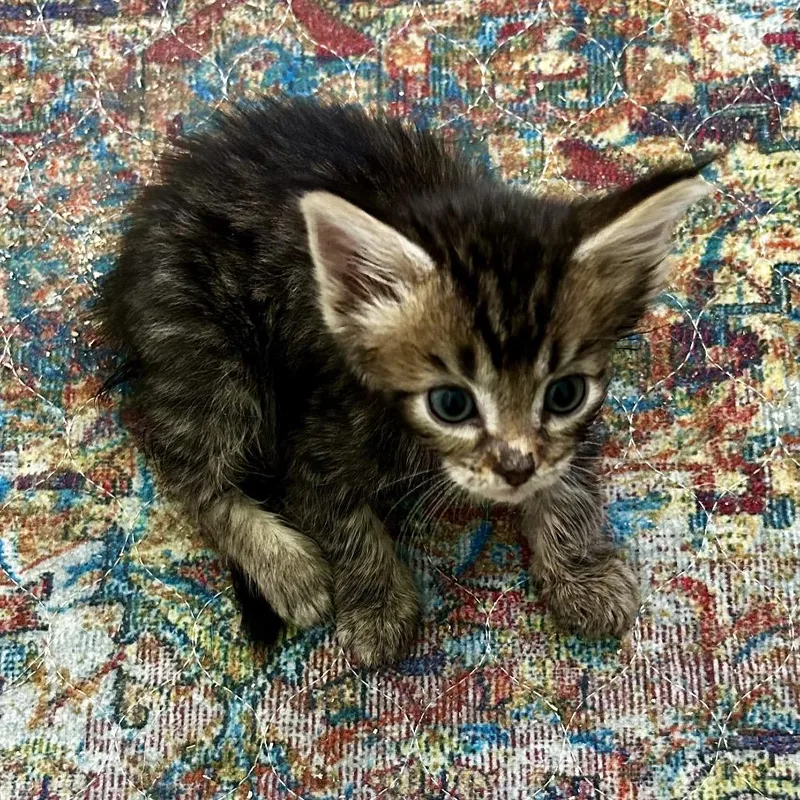 A baby small-sized male Black Domestic Medium Hair cat named Shera Forrest light for adoption in Othello, WA