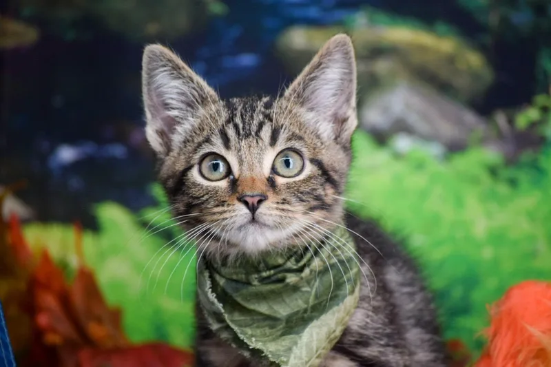 A baby medium-sized male Domestic Short Hair cat named Sasquatch for adoption in Sevierville, TN