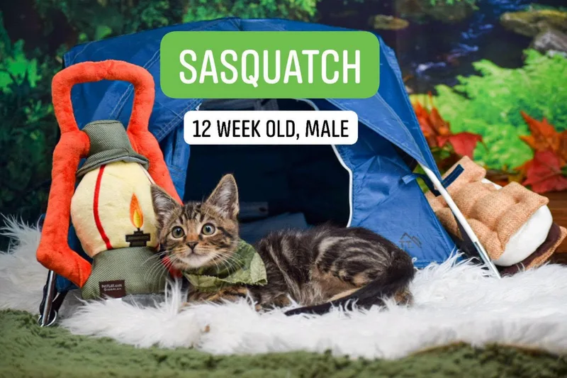 Sasquatch thumbnail 3
