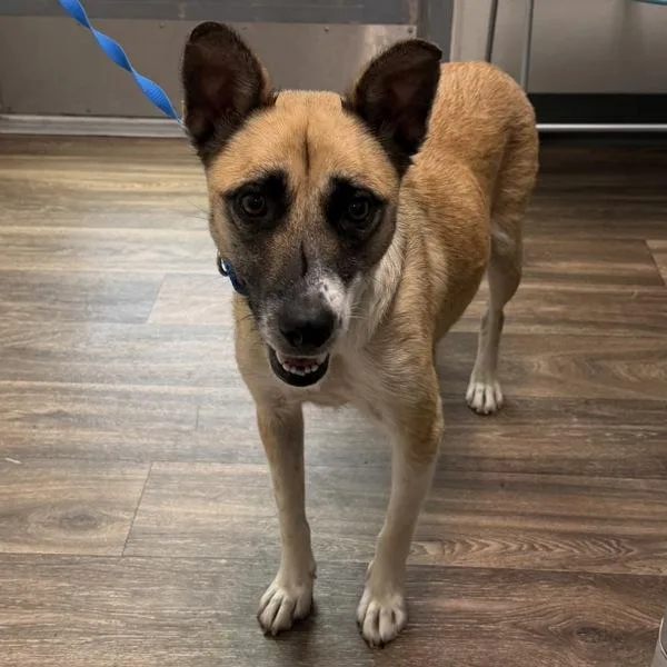An adult medium-sized female Shepherd dog named Michaela Jackson for adoption in San Diego, CA