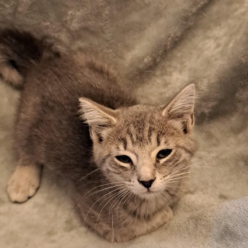 A baby medium-sized male Tabby (Gray / Blue / Silver) Domestic Short Hair cat named Monster for adoption in Allison Park, PA