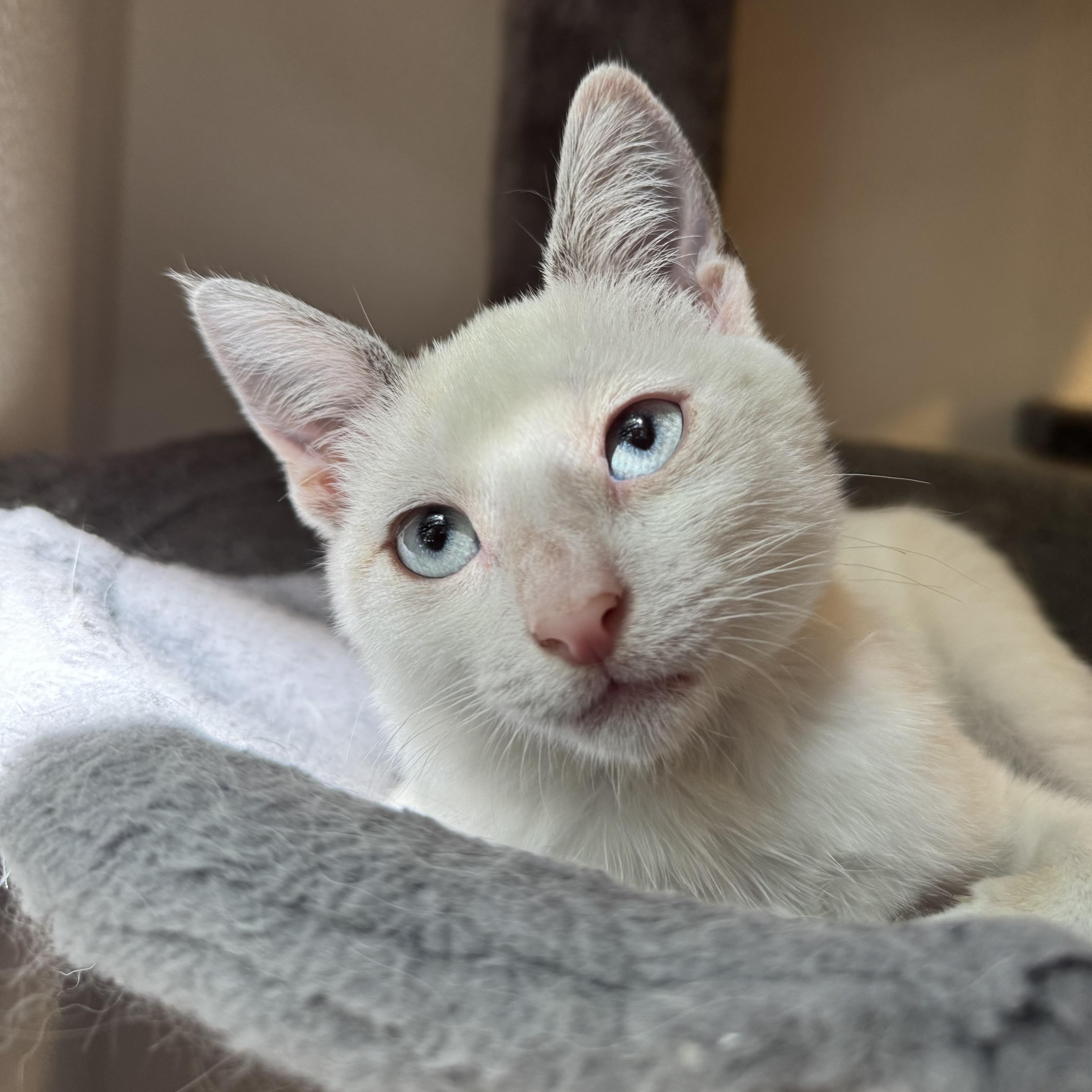 A baby medium-sized male Buff / Tan / Fawn Domestic Short Hair cat named Milo for adoption in Redwood City, CA