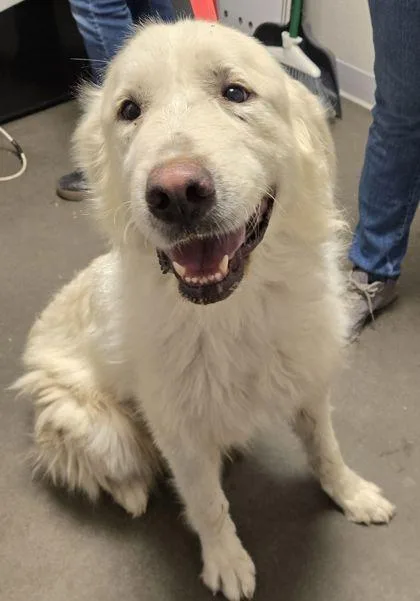 An adult large-sized female Great Pyrenees dog named Snow for adoption in Fresno, CA