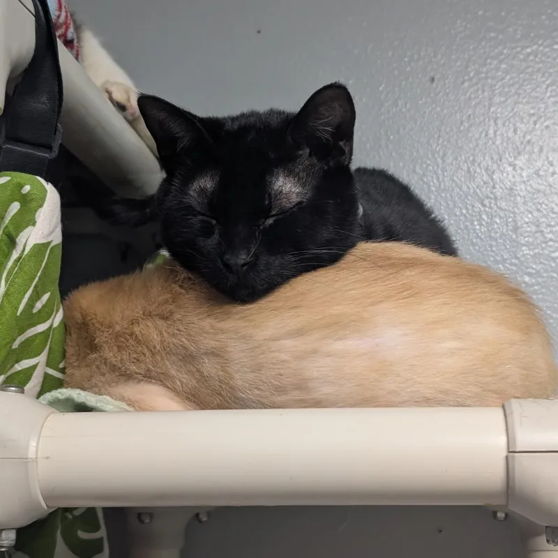 An adult small-sized male Black Domestic Short Hair cat named Crow for adoption in Blair, WI