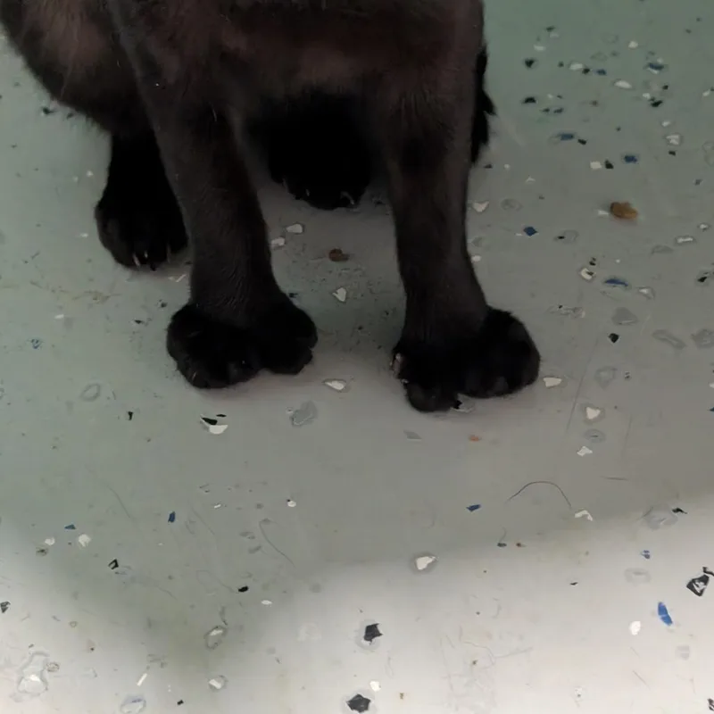Crow thumbnail 2