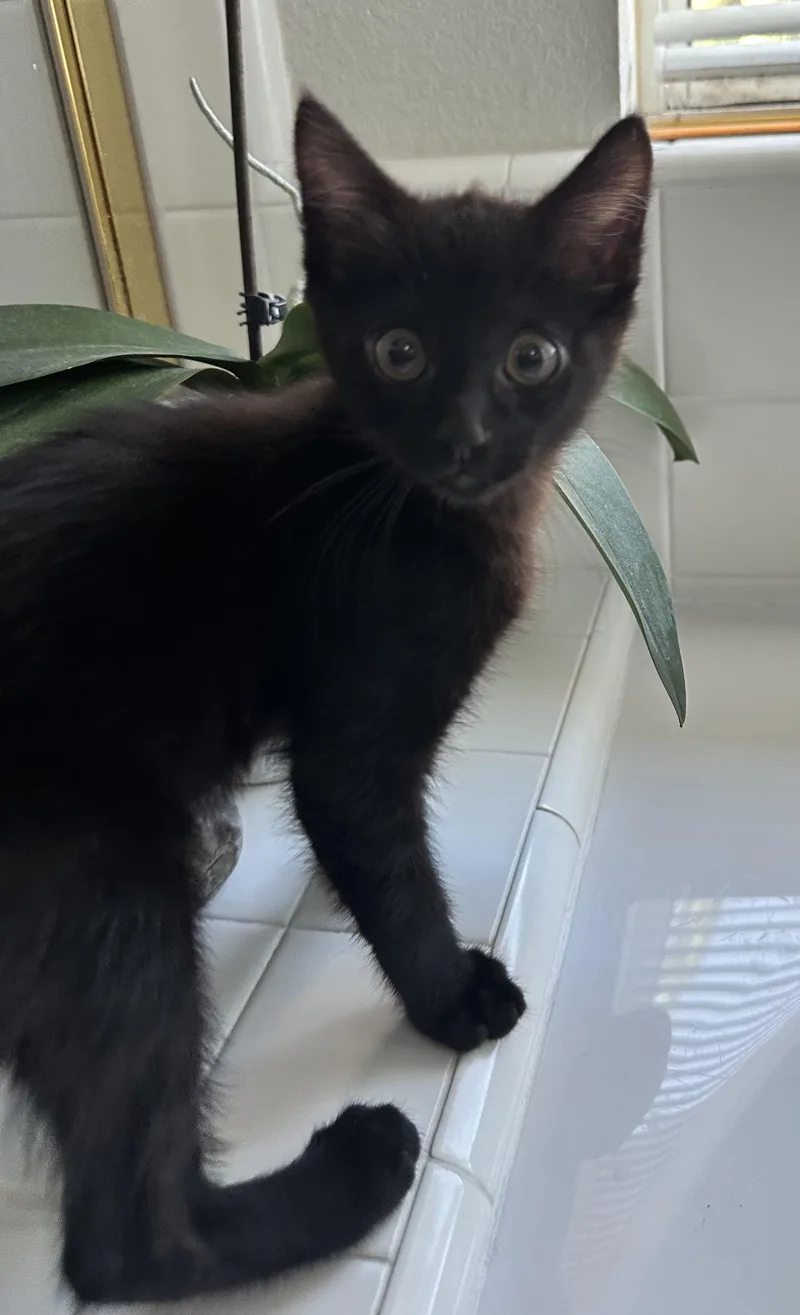 A young medium-sized female Black Domestic Short Hair cat named Raven for adoption in Antioch, CA