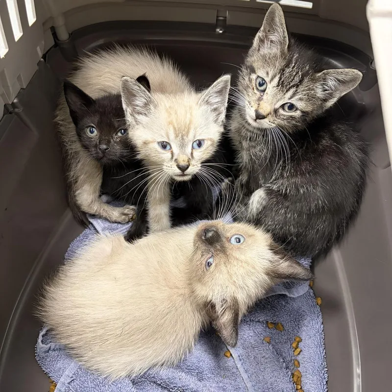 A baby small-sized male Domestic Short Hair cat named Marcello Hernandez for adoption in Saint Paul, MN