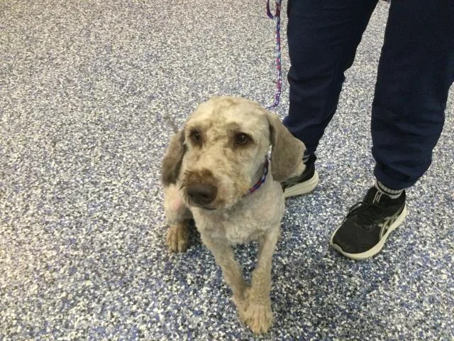 A young medium-sized male Terrier dog named Sully for adoption in Riverside, CA