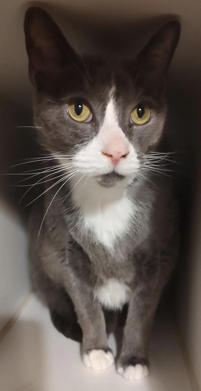An adult extra large-sized male Domestic Short Hair cat named Coco for adoption in Phoenix, AZ