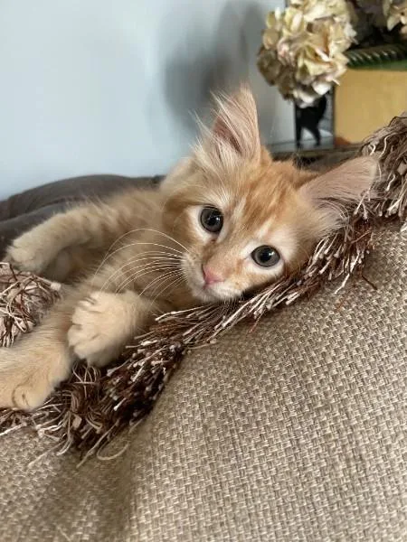 A baby medium-sized female Tabby (Orange / Red) Domestic Medium Hair cat named Wynona for adoption in Houston, TX