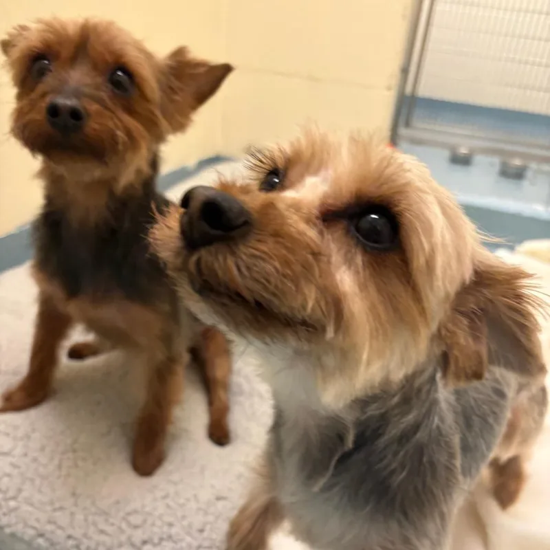 An adult small-sized female Black Yorkshire Terrier dog named Salt for adoption in Brockton, MA