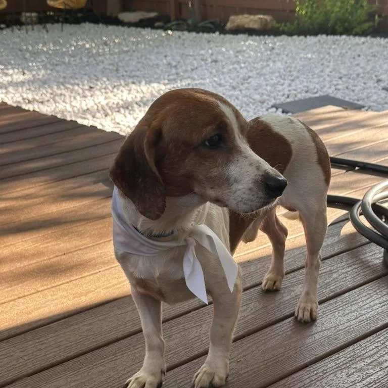 An adult medium-sized male Yellow / Tan / Blond / Fawn Beagle dog named Archie for adoption in Austin, TX