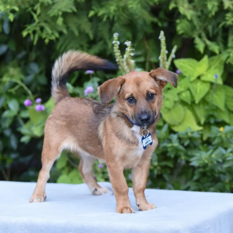 A baby small-sized male Shepherd dog named Jareth for adoption in Wake Forest, NC