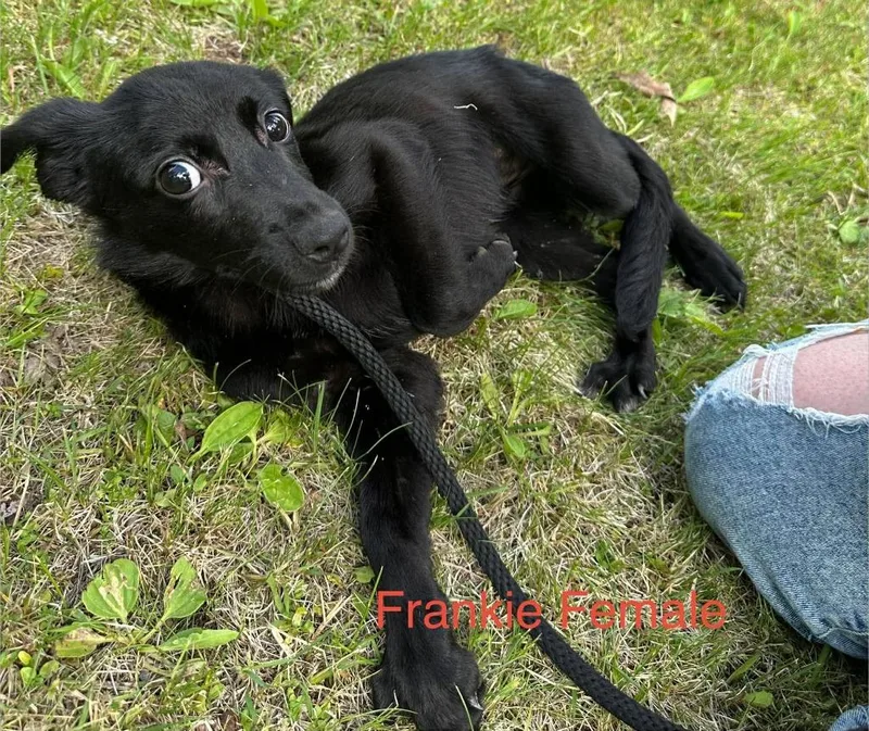 Frankie thumbnail 2