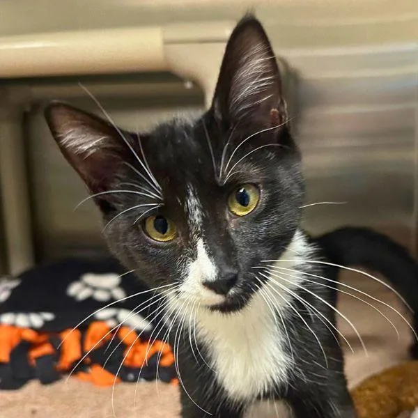 A young medium-sized male Domestic Short Hair cat named Bionicle for adoption in Walnut Creek, CA