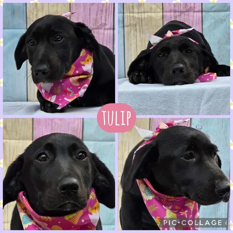 A baby extra large-sized female Dachshund dog named Tulip for adoption in North Syracuse, NY