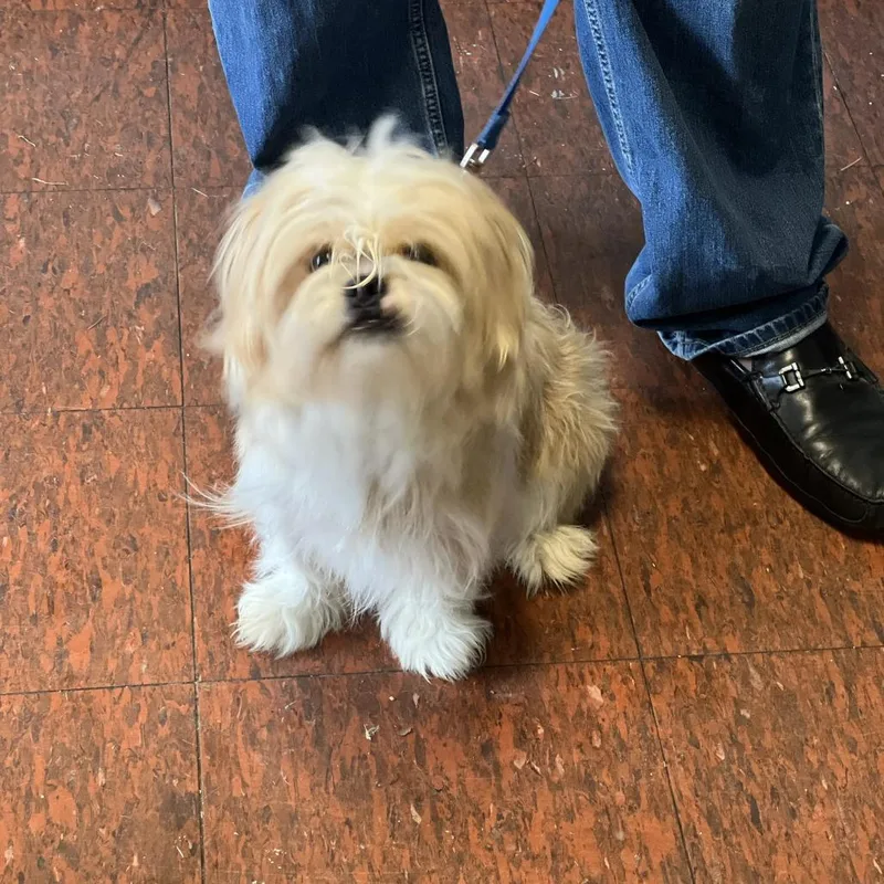 A young small-sized male White / Cream Shih Tzu dog named Oz for adoption in East Saint Louis, IL