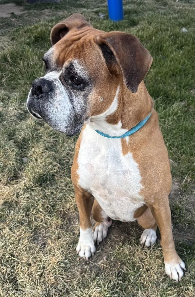 A senior large-sized female Boxer dog named Bella The Boxer for adoption in Draper, UT