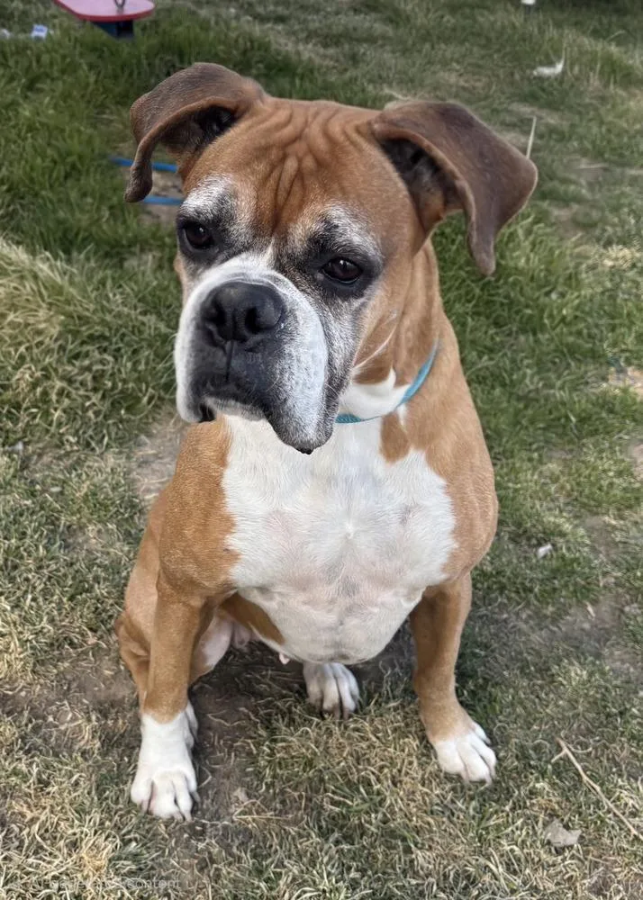 Bella The Boxer thumbnail 2