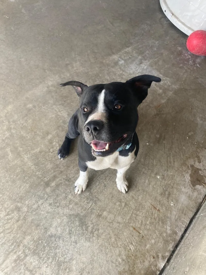 A young medium-sized male Black Staffordshire Bull Terrier dog named Bubba for adoption in Clinton, MO