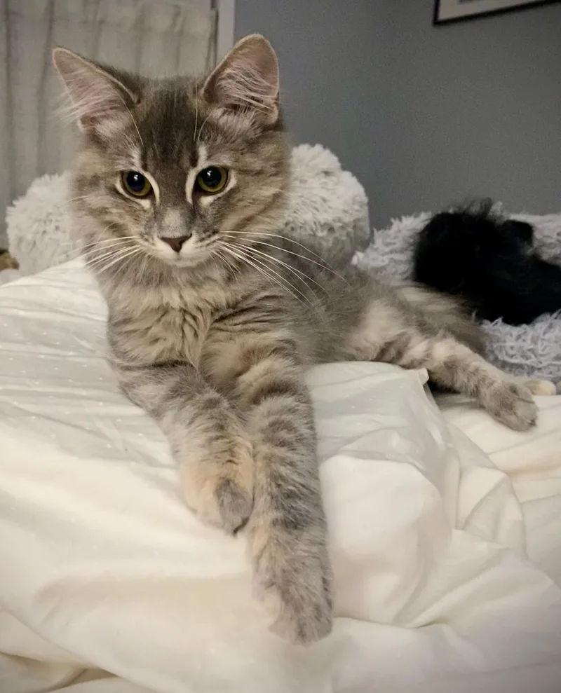 A baby medium-sized female Gray & White Domestic Medium Hair cat named Missy for adoption in Watkinsville, GA