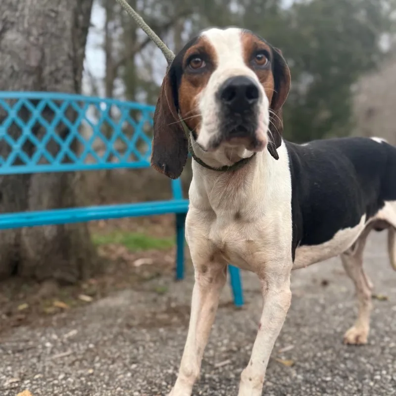 Huckleberry