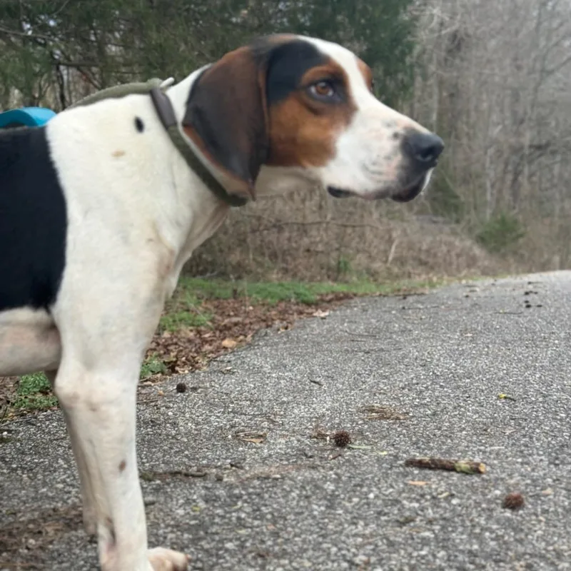 Huckleberry thumbnail 4
