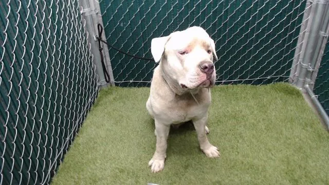 A young medium-sized male Pit Bull Terrier dog named Dozer for adoption in Downey, CA