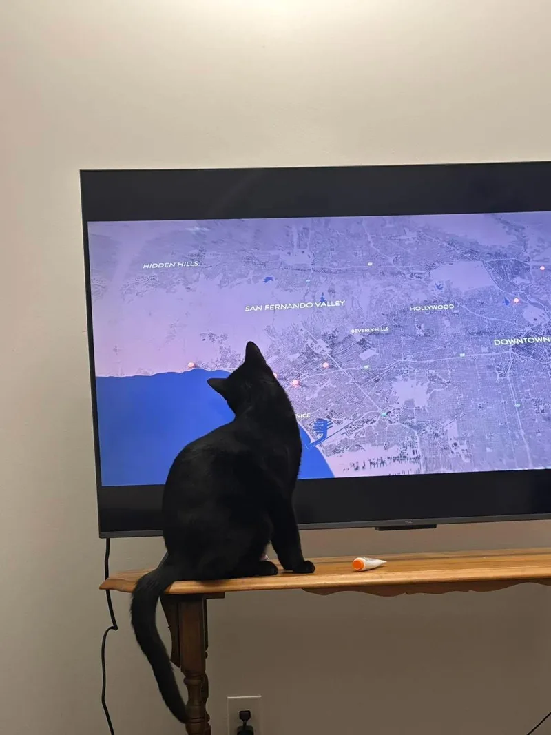 Mulligan thumbnail 3