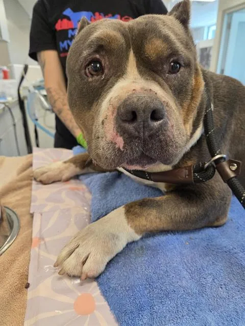 An adult large-sized male Pit Bull Terrier dog named Beefaroni for adoption in Indianapolis, IN