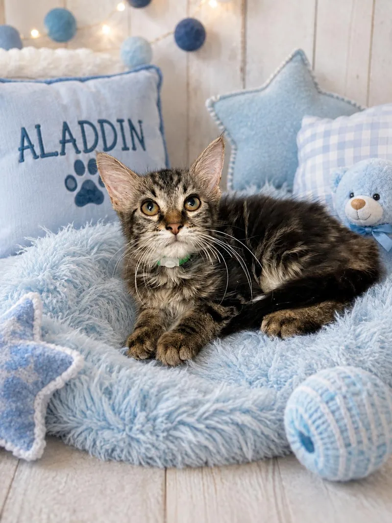 Aladdin thumbnail 2