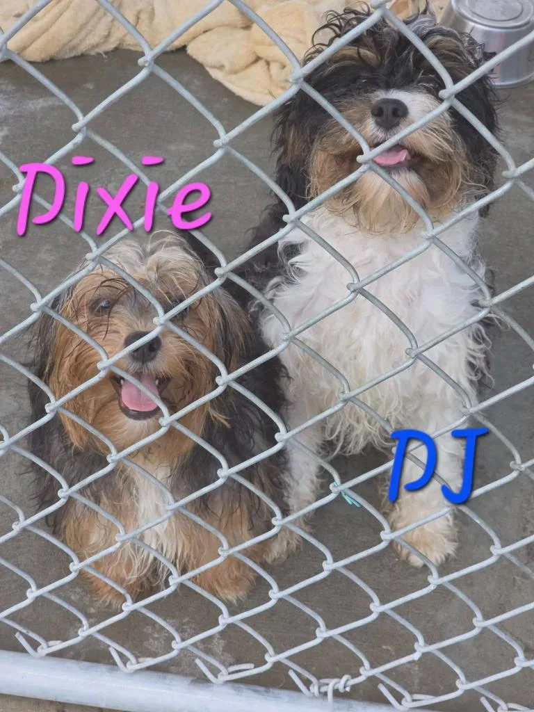 A baby small-sized male Cavalier King Charles Spaniel dog named Dj for adoption in Sprakers, NY