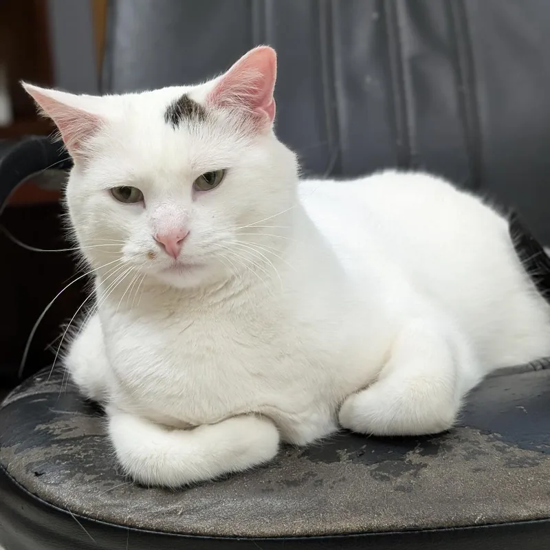 An adult extra large-sized male White Domestic Short Hair cat named Jamie for adoption in Milford, IA