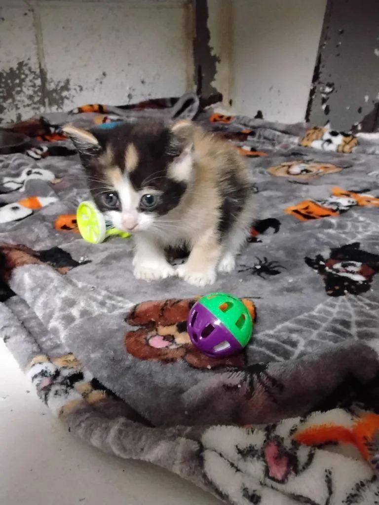 A baby medium-sized female Domestic Medium Hair cat named Wonton for adoption in Ada, OK